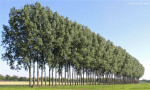Bornerbroekseweg